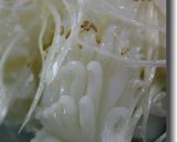 烏賊生姜和え作り方21写真