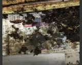 節水&シンクが汚れにくい牛蒡の皮のむき方作り方14写真