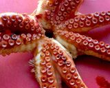 ギリシャ風タコのピクルス作り方4写真