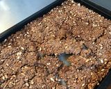 大豆ミートでグラノーラ作り方7写真