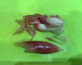 さっぱり！キュウリとみょうがの酢の物作り方3写真
