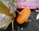 刺身盛り合わせ作り方4写真