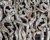カタクチイワシの煮干しの作り方作り方4写真