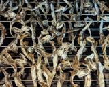 カタクチイワシの煮干しの作り方作り方6写真