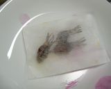 くちなしの実で黄飯（おうはん）☆お正月に作り方2写真