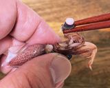 とっても食べやすくなる！ホタルイカ下処理作り方1写真