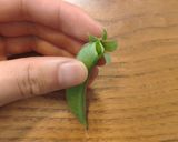 スナップえんどうの塩茹で作り方3写真