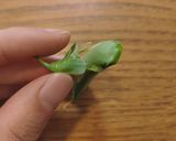 スナップえんどうの塩茹で作り方4写真
