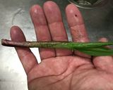 アイヌネギたっぷり餃子作り方1写真