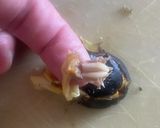 元魚屋が教える!栄螺の炊き込みご飯作り方9写真