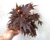 イロハモミジの抽出液で作る冷かけうどん作り方2写真