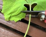 元祖！きゃらぶき下処理（蕗の下ごしらえ）作り方2写真