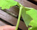 元祖！きゃらぶき下処理（蕗の下ごしらえ）作り方3写真