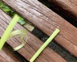 元祖！きゃらぶき下処理（蕗の下ごしらえ）作り方6写真