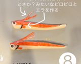 リュウグウノツカイ　のお弁当作り方8写真