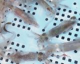 ヒイカの煮付け作り方1写真