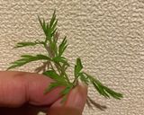 にんじんの葉　生えたら肉巻き作り方1写真