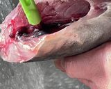 【和食の基本】アジの三枚おろしの方法作り方5写真