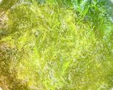 アオサとアカモクの味噌汁作り方10写真