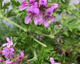 世界で一番美しいクッキー♡季節の花で…作り方1写真