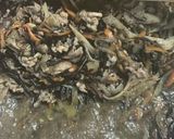 ひじきと豚肉の煮物作り方5写真