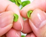 乾燥枝豆と枝豆パウダーの作り方作り方6写真