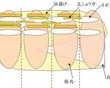 白菜と豚しゃぶ肉の重ね煮作り方3写真