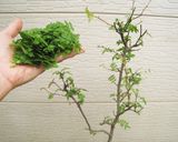 木の芽パウダー茶作り方1写真