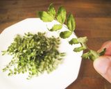 木の芽パウダー茶作り方2写真