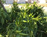 青唐辛子の醤油漬け作り方1写真