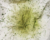 うちのやり方♤大葉の切り方とアク抜き法作り方15写真