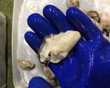 【簡単】 おうちで絶品オイスターバー作り方3写真
