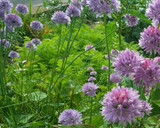 冷やしそうめんにアサツキの花を散らして作り方1写真
