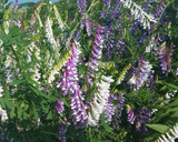 冷やしそうめんにアサツキの花を散らして作り方2写真