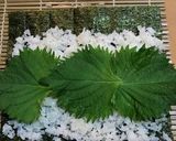 カツオの土佐巻き作り方3写真