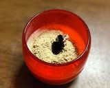 ごま甘酒♪作り方1写真