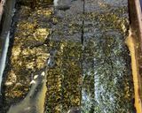 兵庫県須磨産味付け海苔in玉子焼き作り方7写真