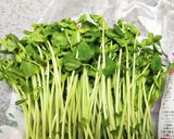 豆苗の炒めもの作り方1写真