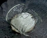 自家製セミドライトマトのオイル漬け作り方5写真