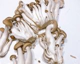 減量マグマ1ヶ月で-3kgダイエット成功作り方2写真
