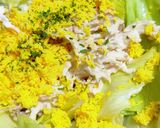 常備菜に★鶏胸肉のきんぴら作り方7写真