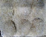 天つゆコロッケ作り方12写真