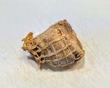 梅干しと芋焼酎による煮豚の醤油漬け作り方4写真