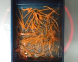 【♪お弁当】ひじきの煮物（油を使わない）作り方8写真