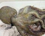 明石の生タコで作る たこ焼き粉で明石焼き作り方1写真