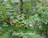 マイちりめん山椒を作ろう♪作り方1写真