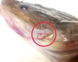 なべじ流 マゴチの簡単なさばき方作り方1写真