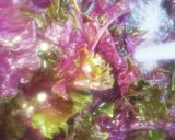 #疲労回復#赤しそジュースHAPPY時間作り方5写真
