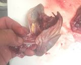 なべじ流 マゴチの簡単なさばき方作り方11写真