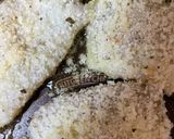 サクふわ！カレイのチーズパン粉焼き作り方4写真